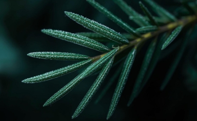 Spanish Sage Essential Oil